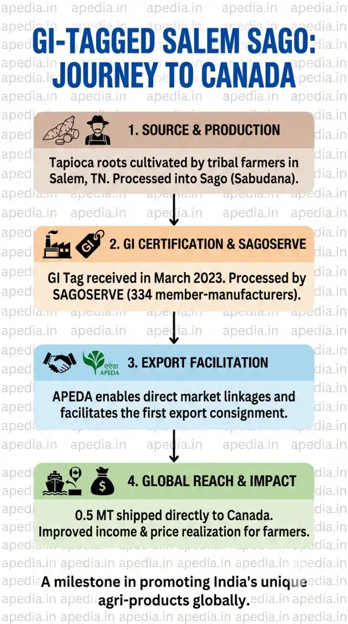 First GI-Tagged Salem Sago Exported to Canada - Image 1